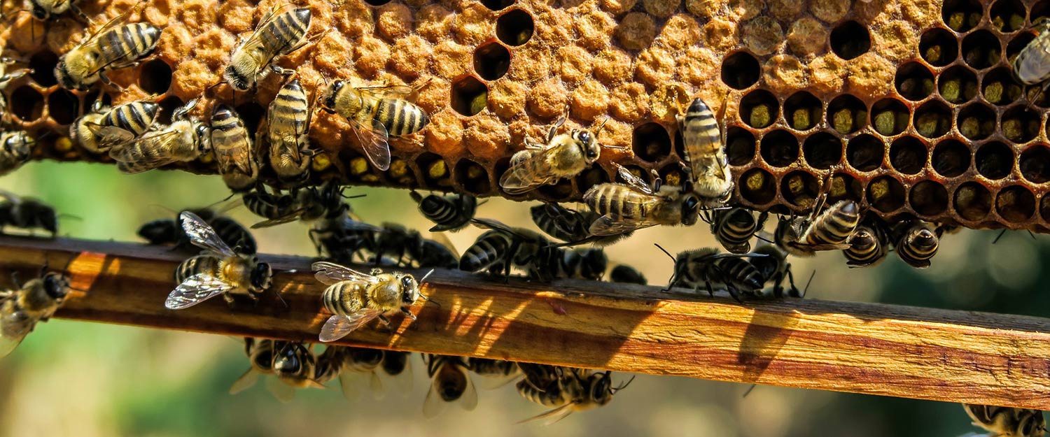 Snadné a efektivní krmení včel